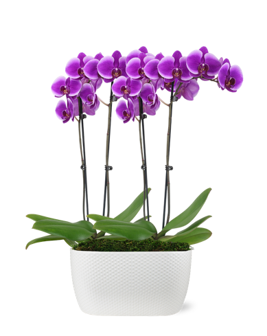 Premium 4 Stem Purple Orchid