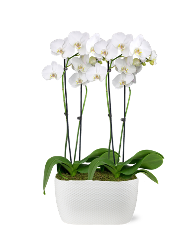 Premium 4 Stem White Orchid