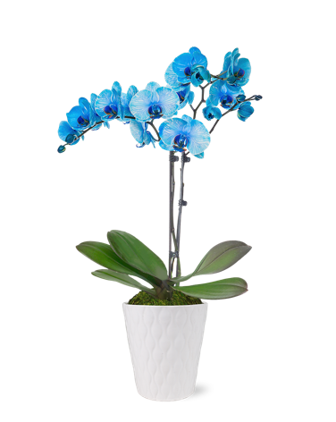 Premium Dual Stem Blue Orchid
