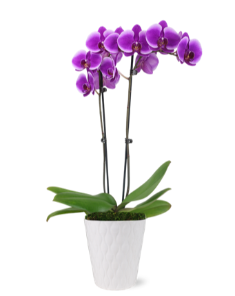 Premium Dual Stem Purple Orchid