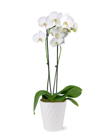 Premium Dual Stem White Orchid