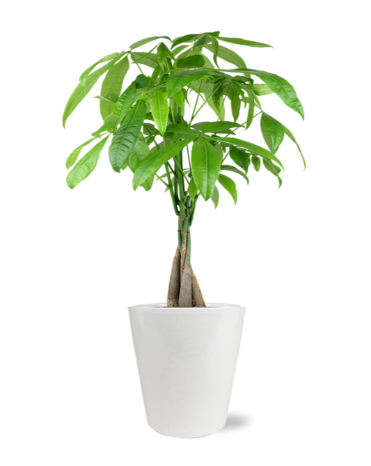 Money Tree Plant Premium