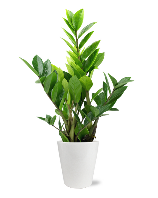 Green Circle Signature ZZ Plant