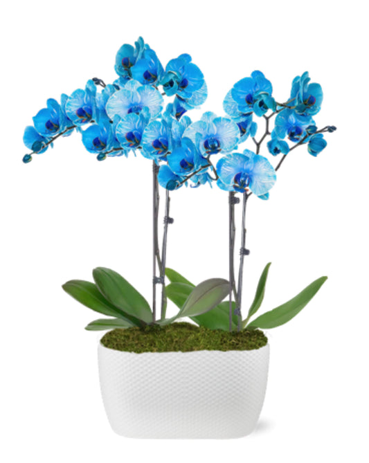 Premium 4 Stem Blue Orchid